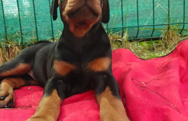 Dobermany po Championie z b. dobrym rodowodem ZKwP (FCI) 8