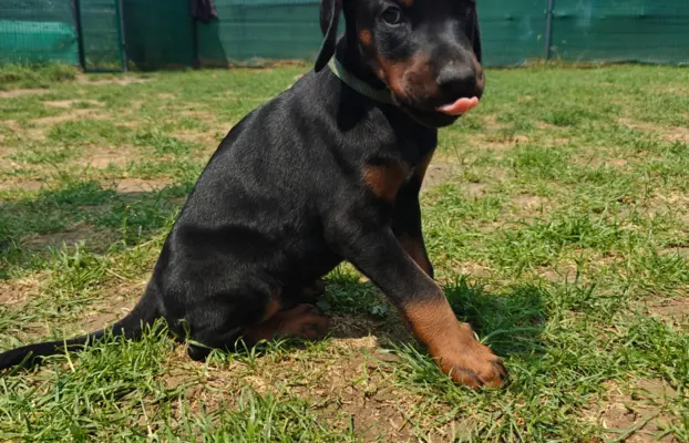 Dobermany po Championie z b. dobrym rodowodem ZKwP (FCI) 9