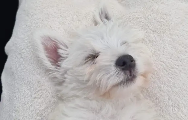 Oatatni Szczeniak samiec pies West Highland White Terrier 3