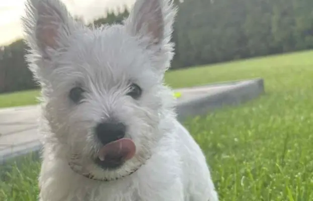Oatatni Szczeniak samiec pies West Highland White Terrier 1