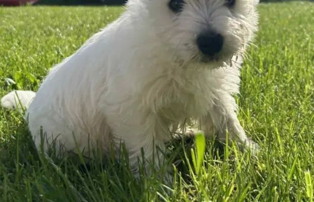 Oatatni Szczeniak samiec pies West Highland White Terrier 2
