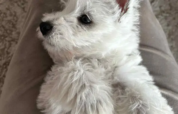 Oatatni Szczeniak samiec pies West Highland White Terrier 4