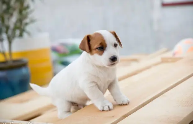 Szczeniak - Jack Russell Terrier 2