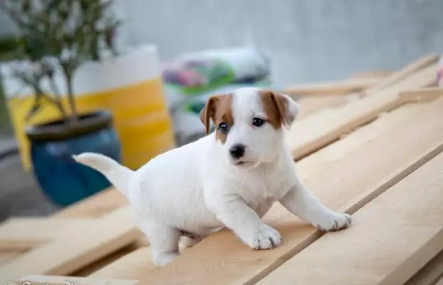 Szczeniak - Jack Russell Terrier 3