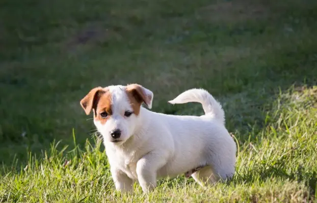 Szczeniak - Jack Russell Terrier 4