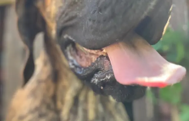 Dog niemiecki szczenięta 4