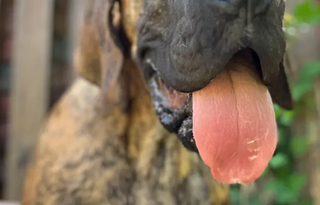 Dog niemiecki szczenięta 5