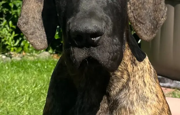 Dog niemiecki szczenięta 3