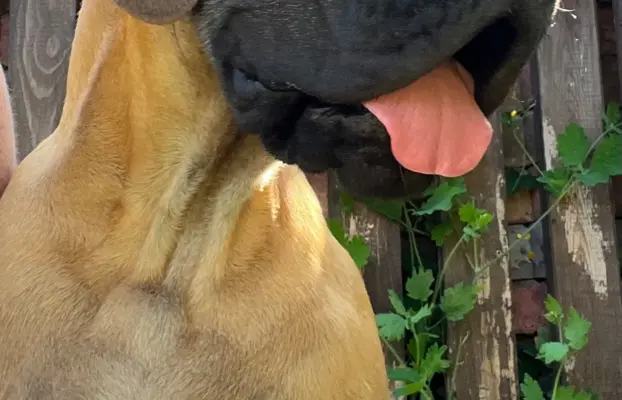 Dog niemiecki szczenięta 6