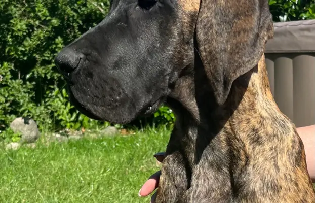 Dog niemiecki szczenięta 2