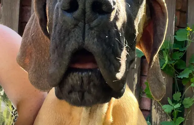 Dog niemiecki szczenięta 7