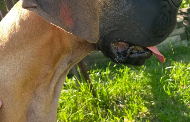 Dog niemiecki szczenięta 8