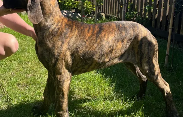Dog niemiecki szczenięta 10
