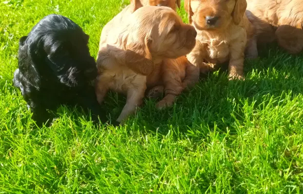 Śliczny cocker spaniel 1