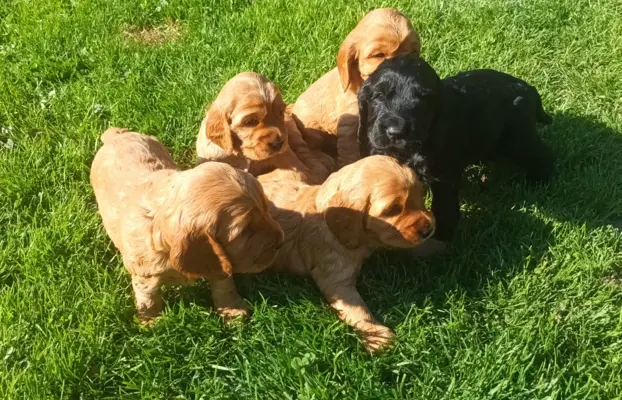 Śliczny cocker spaniel 3