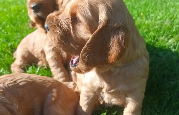 Śliczny cocker spaniel 4