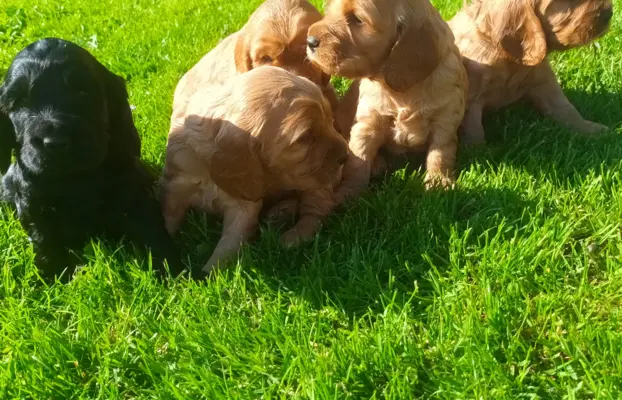 Śliczny cocker spaniel 2