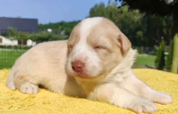 Border Collie - Rasowy pies maści ee-red, komplet dok. 2