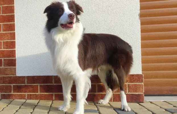 Border Collie - Rasowy pies maści ee-red, komplet dok. 3