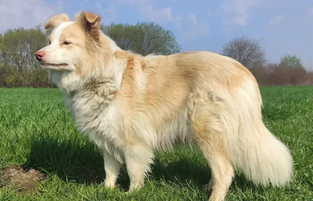 Border Collie - Rasowy pies maści ee-red, komplet dok. 4
