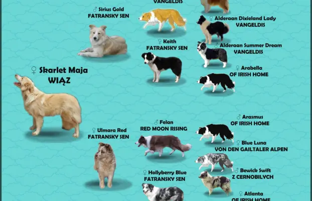 Border Collie - Rasowy pies maści ee-red, komplet dok. 7