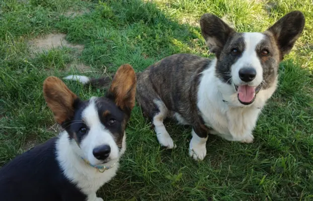 Welsh Corgi Cardigan -hodowla Rivulus FCI 3