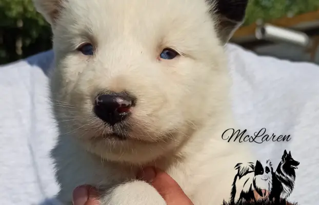 Łajka jakucka nie owczarek nie samojed nie border 3