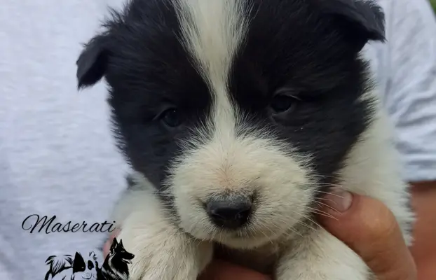 Łajka jakucka nie owczarek nie samojed nie border 4
