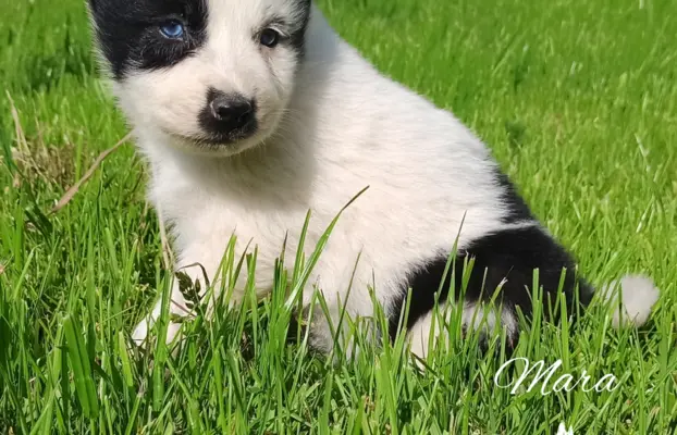Łajka jakucka nie owczarek nie samojed nie border 1