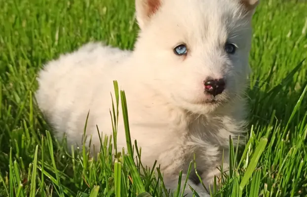 Łajka jakucka nie owczarek nie samojed nie border 2