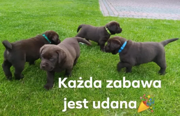 Labrador retriever szczenięta czekoladowe 1