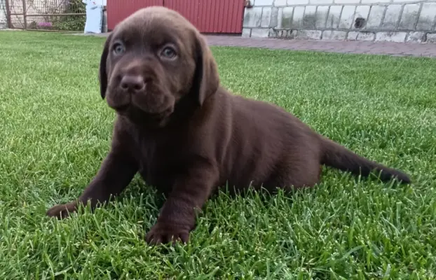 Labrador retriever szczenięta czekoladowe 2