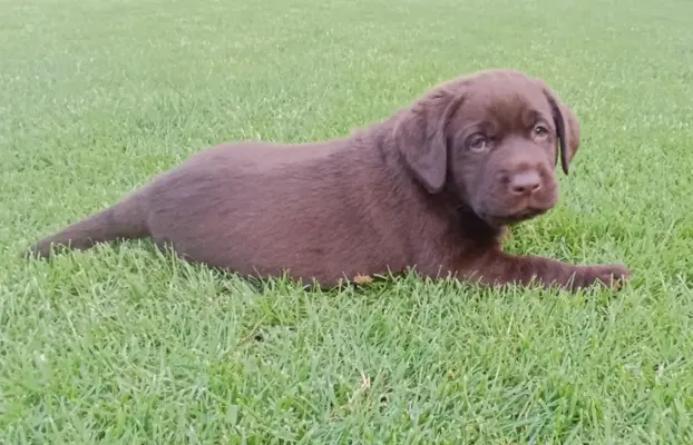 Labrador retriever szczenięta czekoladowe 3