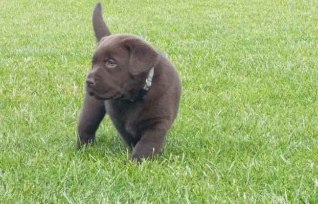 Labrador retriever szczenięta czekoladowe 4