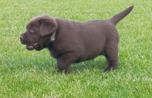Labrador retriever szczenięta czekoladowe 5