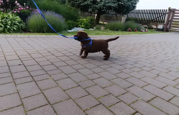 Labrador retriever szczenięta czekoladowe 6