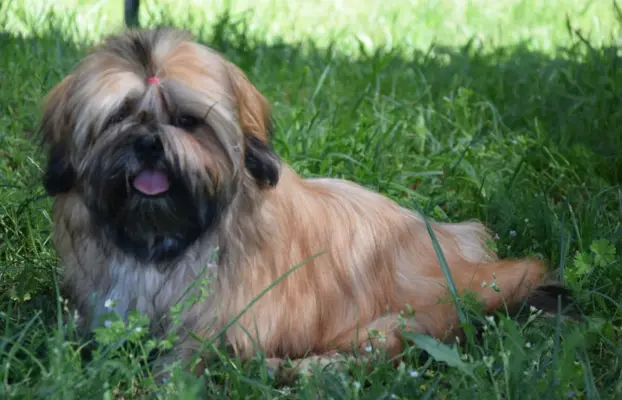 Shih Tzu dziewczynka suczka szczeniak 1