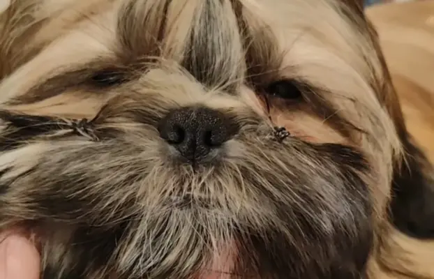Shih Tzu dziewczynka suczka szczeniak 2