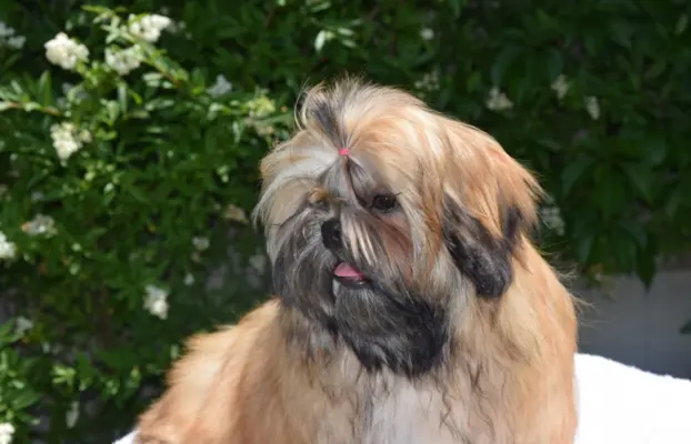 Shih Tzu dziewczynka suczka szczeniak 3