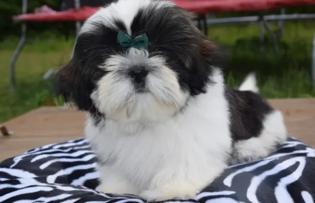 Shih Tzu szczeniak pies piękny METRYKA ZKWP 1