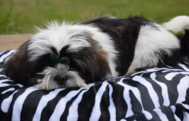 Shih Tzu szczeniak pies piękny METRYKA ZKWP 2