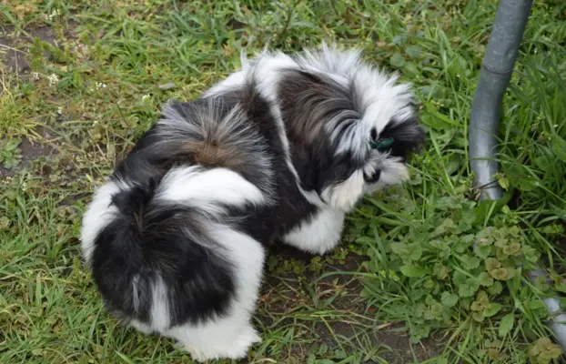 Shih Tzu szczeniak pies piękny METRYKA ZKWP 3