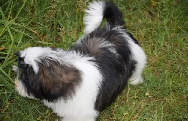 Shih Tzu szczeniak pies piękny METRYKA ZKWP 4