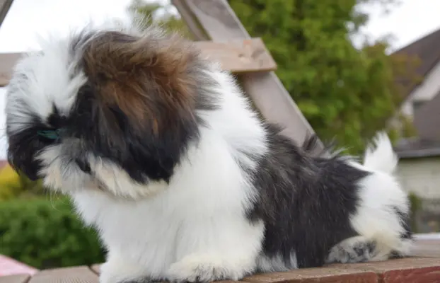 Shih Tzu szczeniak pies piękny METRYKA ZKWP 5