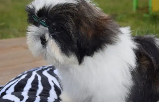 Shih Tzu szczeniak pies piękny METRYKA ZKWP 6