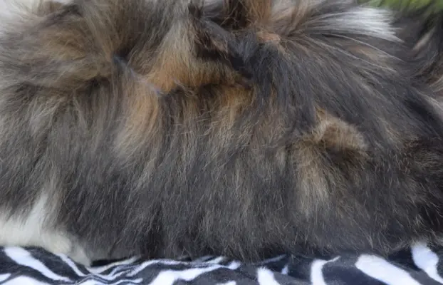 Shih Tzu szczeniak pies piękny METRYKA ZKWP 7