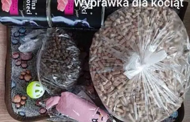 Kocurek tajski czekoladowy Dante z rodowodem Wcf Niebieskook 8
