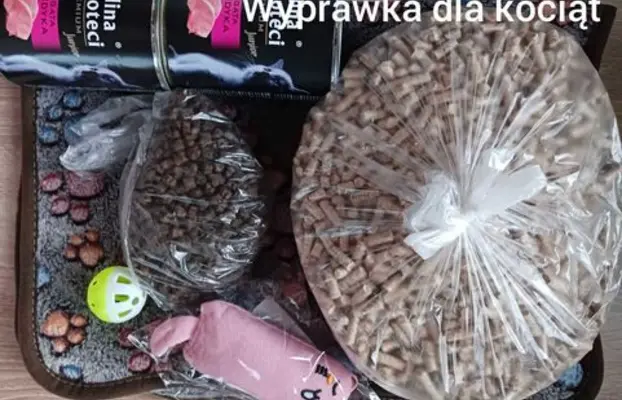 Kocurek tajski Diament z rodowodem Wcf Niebieskookie *pl 8