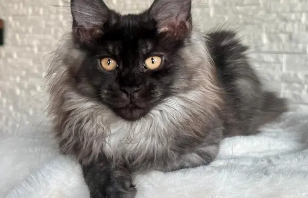 Kocięta Maine Coon z miotu D 1