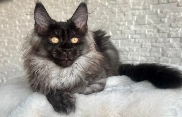 Kocięta Maine Coon z miotu D 2